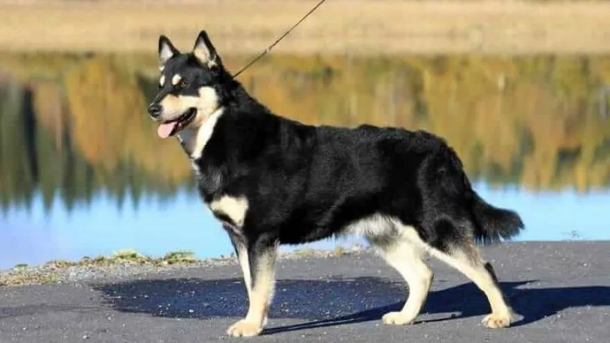 Lapponian Herder